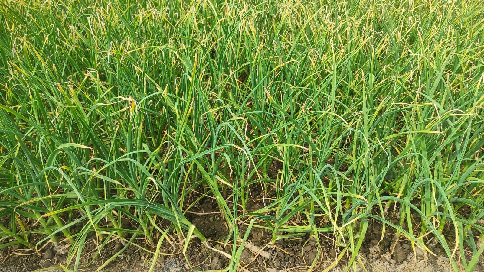 The plants' once vibrant green leaves are now turning yellow, drooping slightly as they mature.
