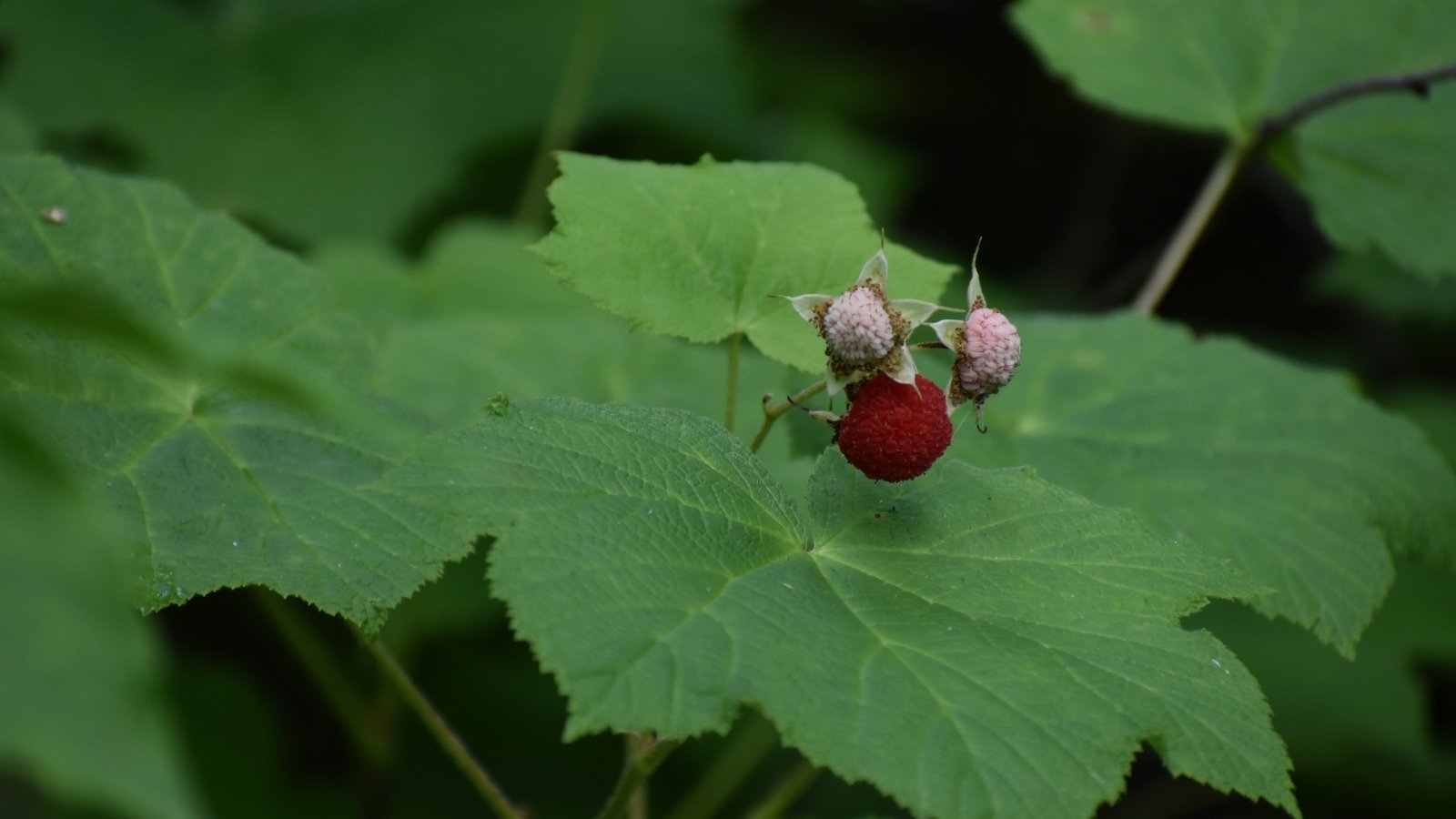 The bush displays soft green leaves with a light sheen and produces delicate small red berries.