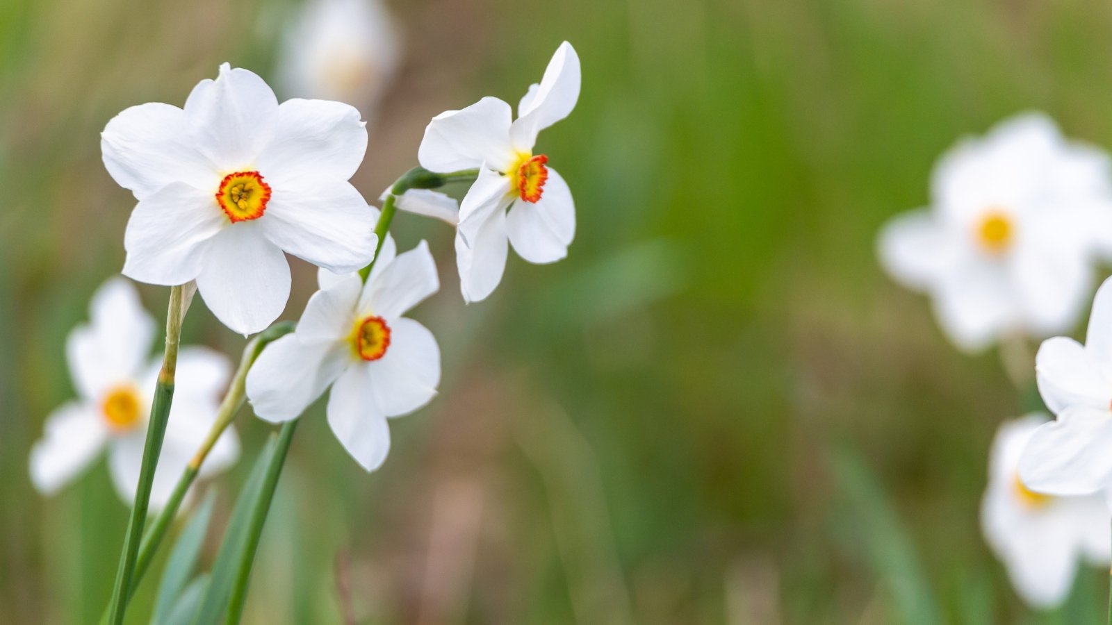 Pure white, multi-petaled flowers with a small, cup-shaped yellow center, supported by tall stems and narrow green foliage.
