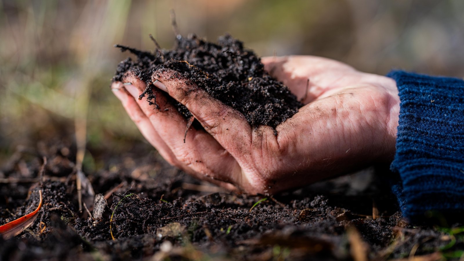 Close-up of a man's hand holding dark, crumbly compost, a rich, earthy mixture of decomposed organic matter.