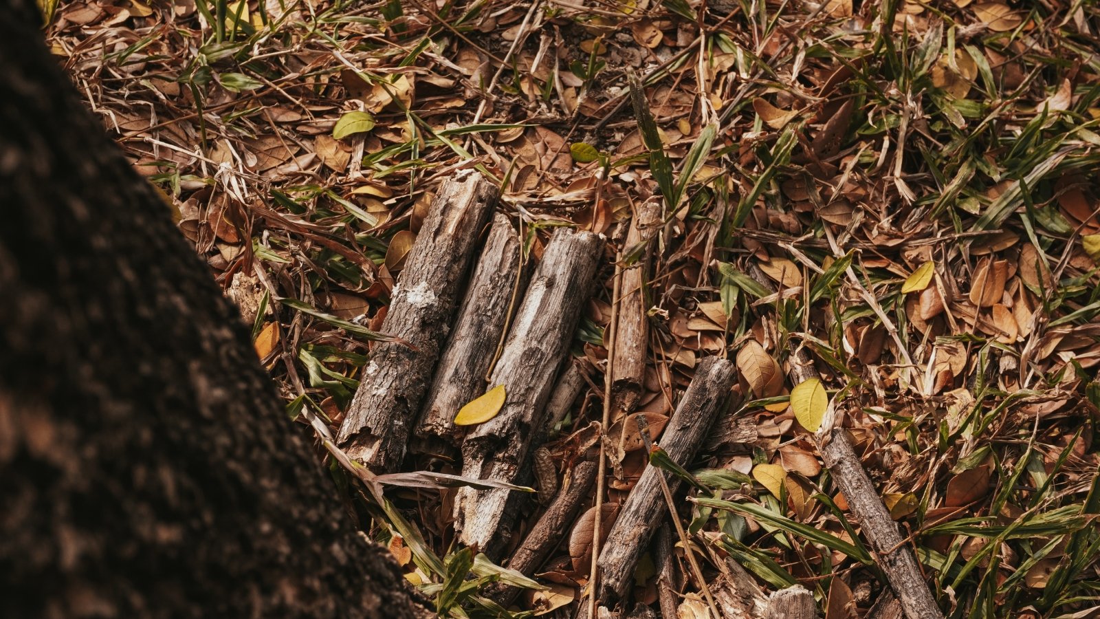 Several cut pieces of firewood neatly stacked among dry, brown leaves and twigs on the forest floor, with a shadow of a tree trunk partially visible on the left side.