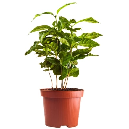 Close-up of an Arabica plant on a pot that boasts glossy green leaves and fragrant white flowers against a white backdrop.