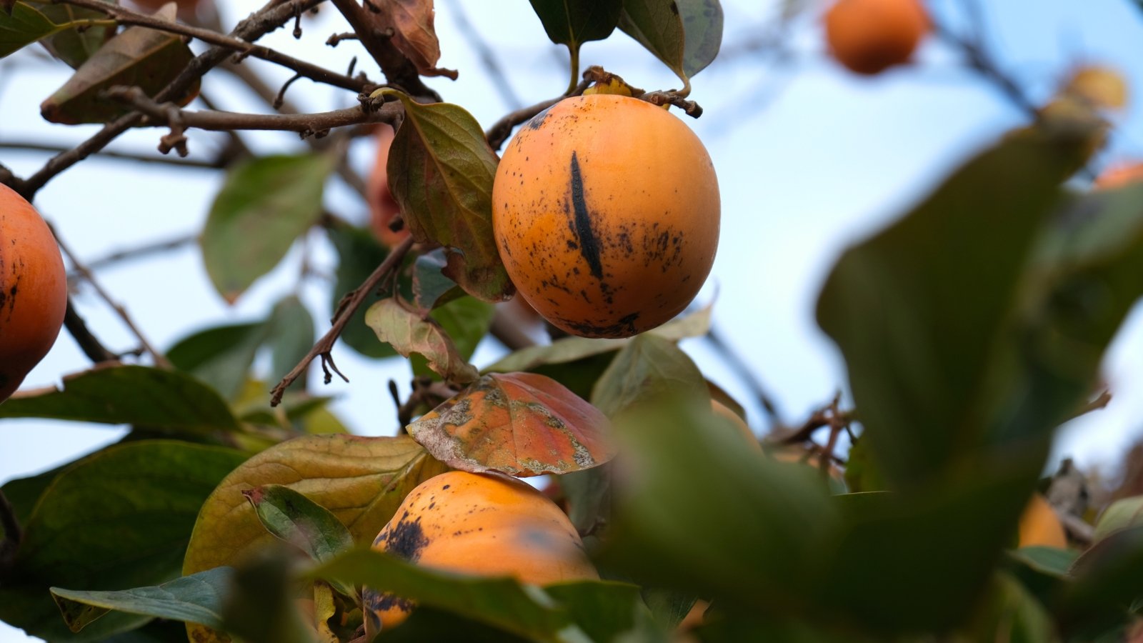 Wilted leaves turn yellow and drop prematurely, with fruits that shrivel before ripening.