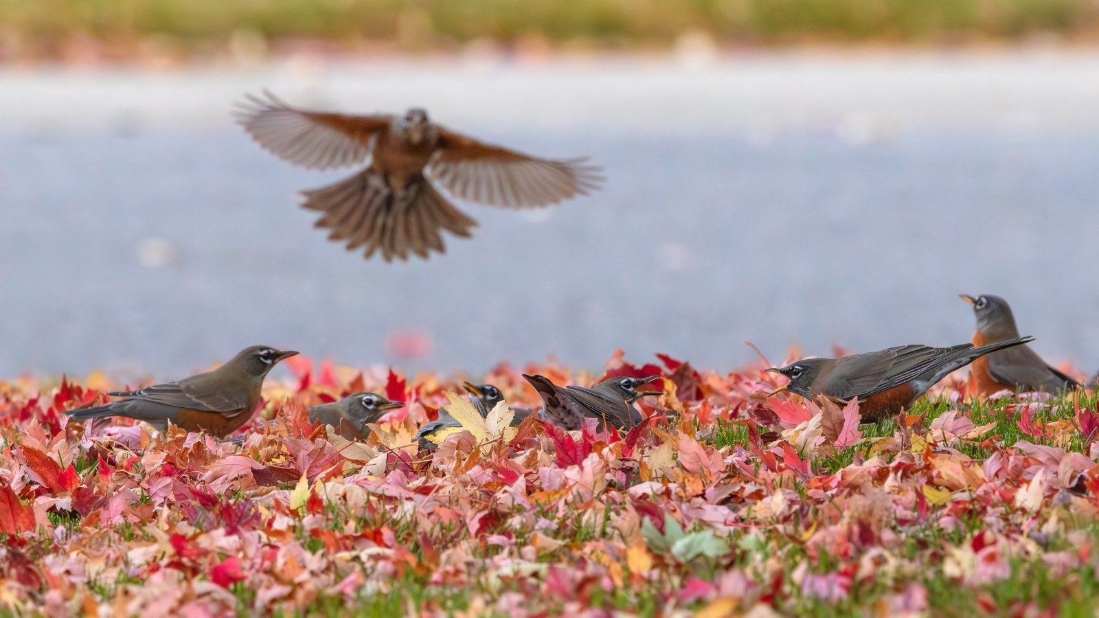 Small birds foraging among red and brown foliage scattered across the ground, with one bird in mid-flight.