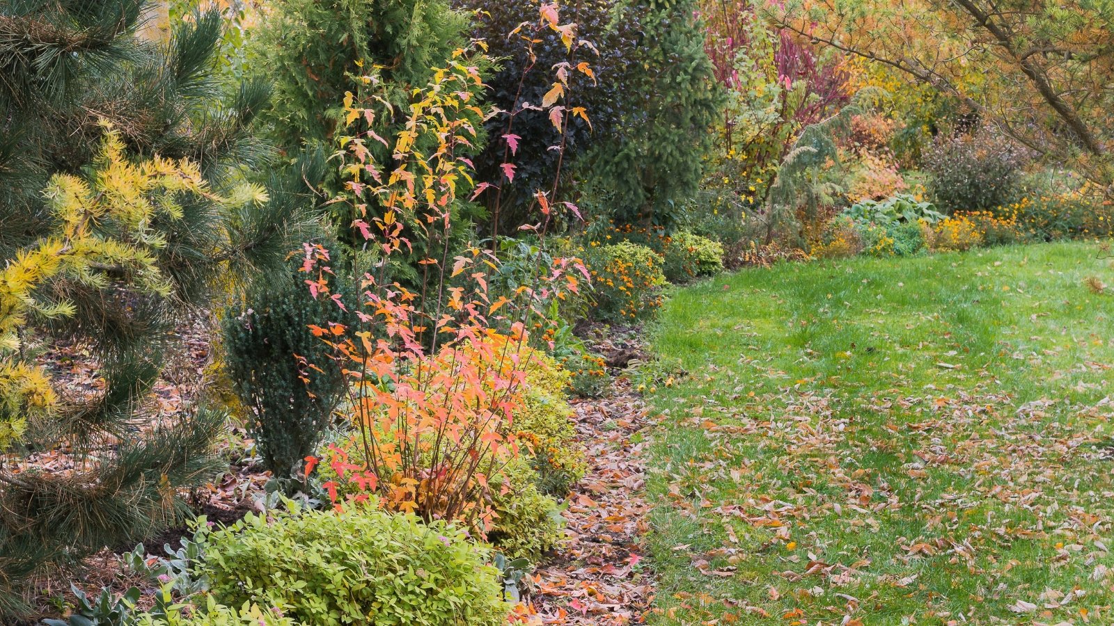 An assortment of green and reddish shrubs in a landscape filled with autumn colors, surrounded by patches of grass and fallen foliage.