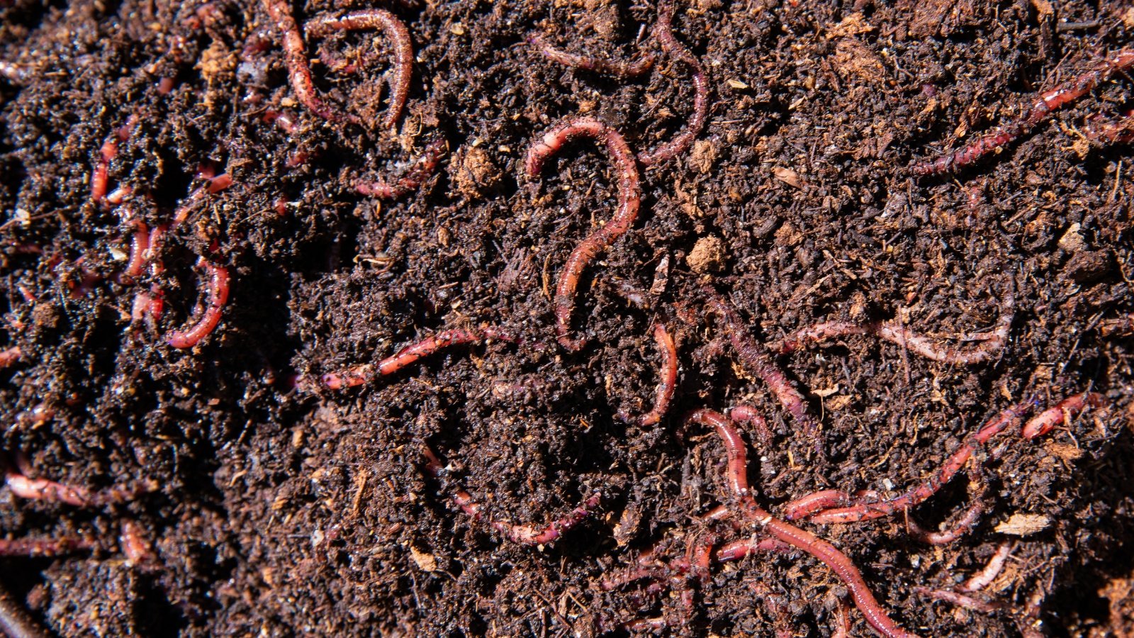 Worms in the compost are slimy, segmented, and reddish-brown, wriggling through the dark, rich organic material.
