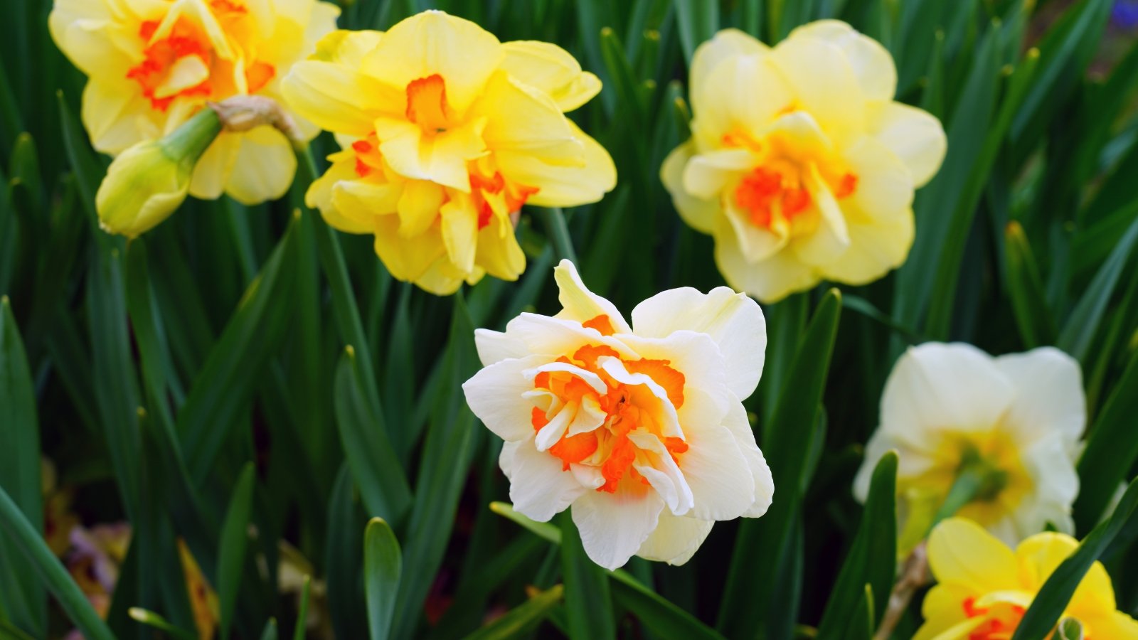 A blend of bright yellow blooms with orange centers, growing densely among lush, tall green leaves that create a fresh and lively background, capturing the sunlight vividly.