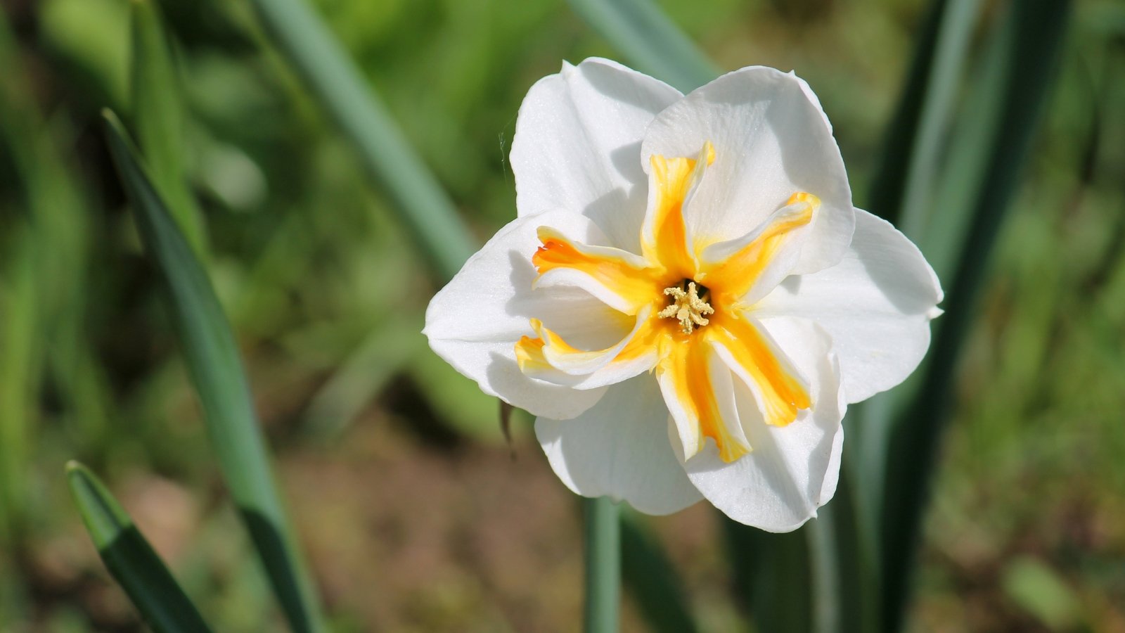 White petals with vivid orange centers, nestled among thin green leaves that provide a structured and supportive background, enhancing the bold coloration of the flowers.