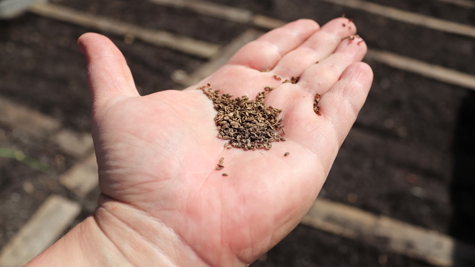 A close-up of small, rough-textured seeds in a hand, displaying their tiny, curved ridges and earthy brown hue.
