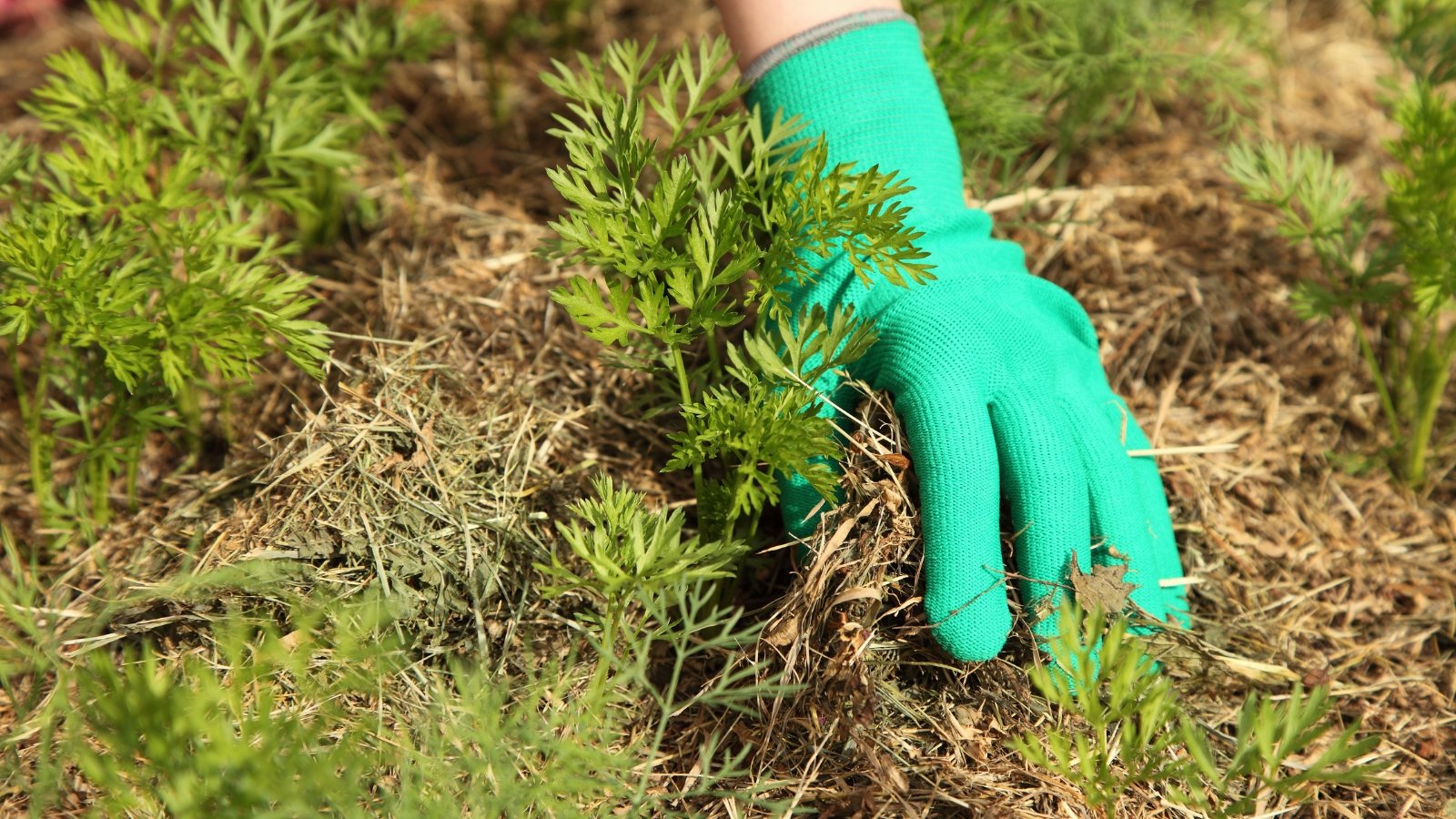 A woman's hand in a turquoise glove spreads dry grass mulch around delicate shoots emerging from the soil.
