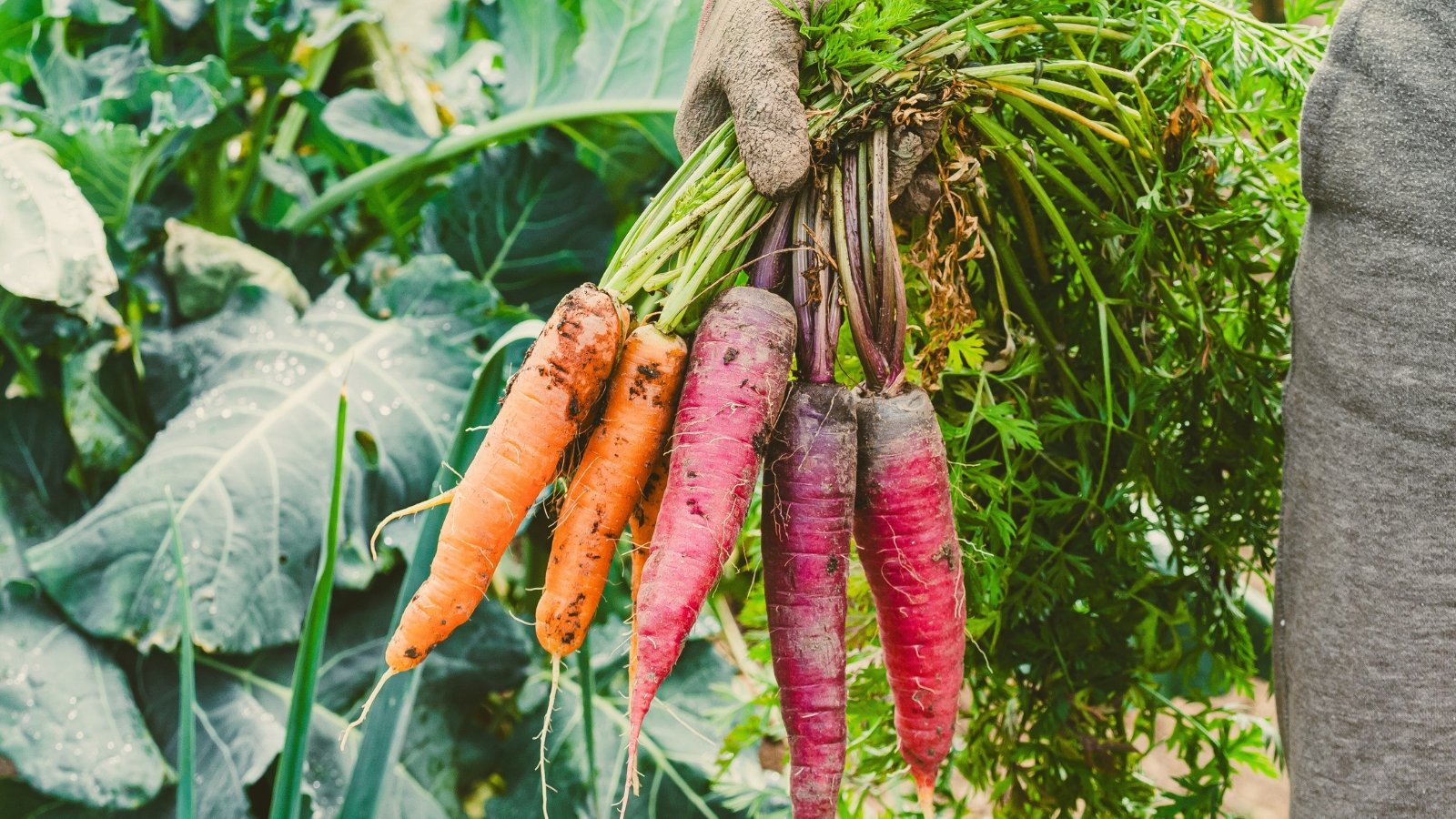 A woman holds a vibrant bunch of freshly picked, multi-colored root vegetables with green tops in her hand against the backdrop of a winter garden.
