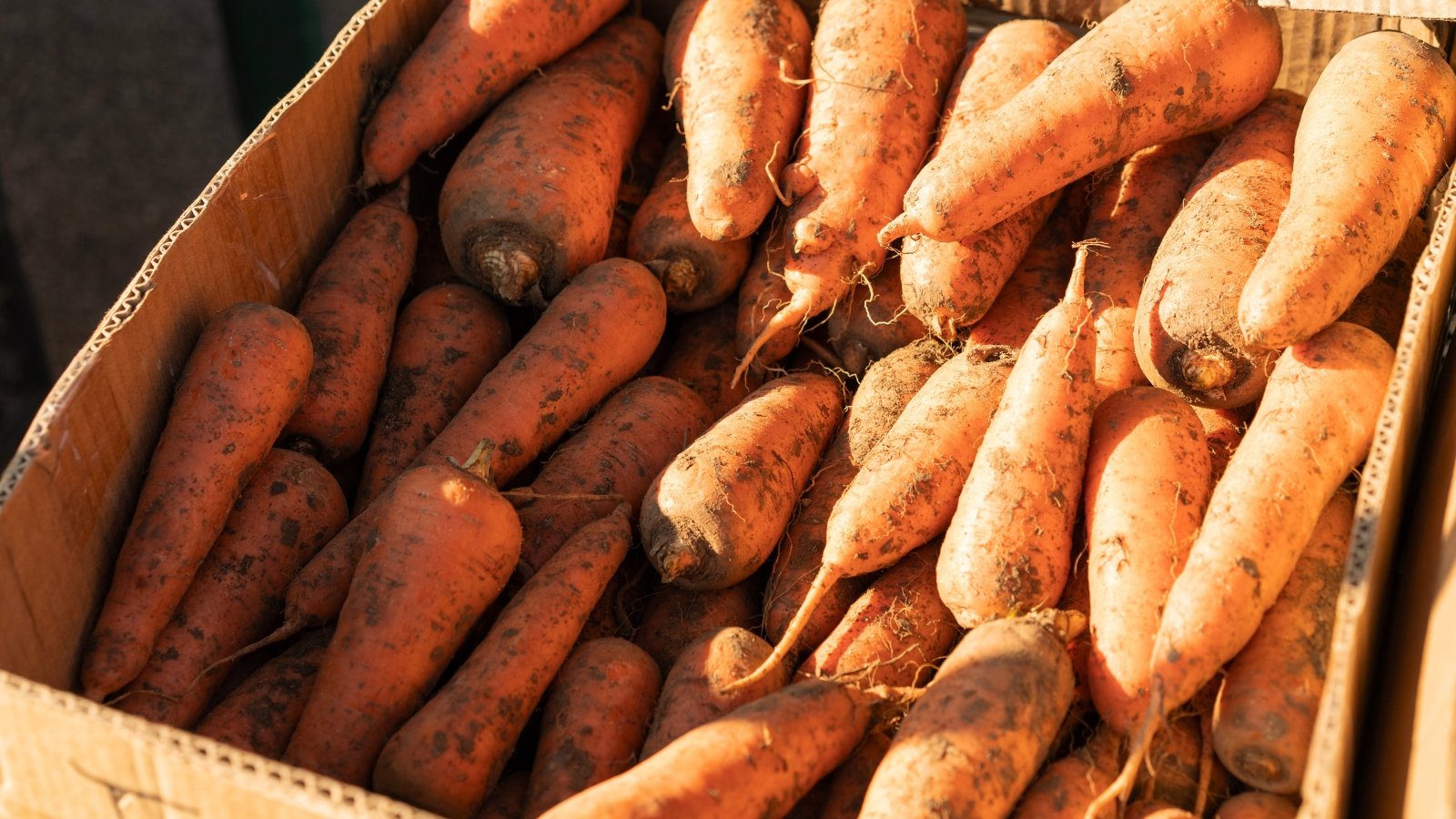 A cardboard box is filled with vibrant orange root vegetables, their elongated, tapered shapes varying from slender to stout, all nestled closely together.
