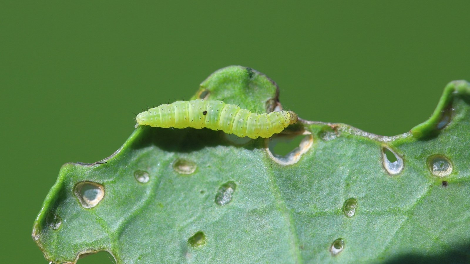 Close-up of a small green larva with white stripes crawling along a green leaf leaving small holes.