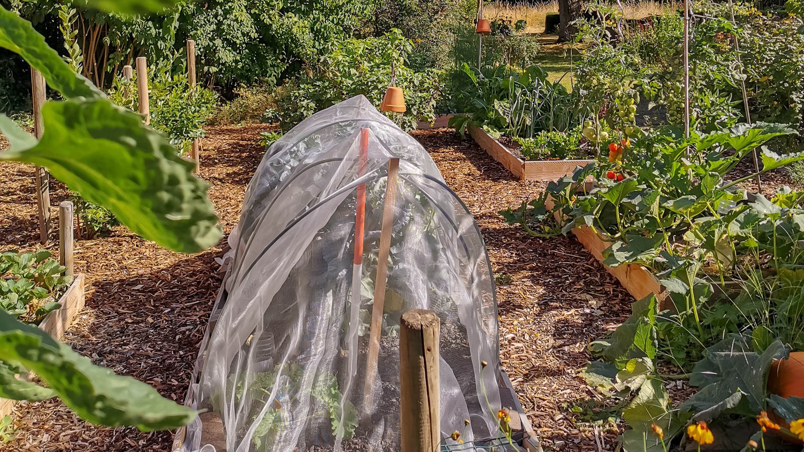 Floating row cover used to protect vegetable garden bed from pest damage.