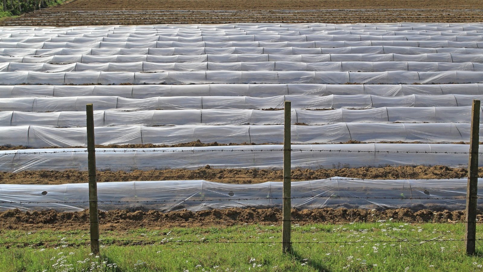 Long strips of white frost blankets spread out across raised beds in a garden; the beds are neatly arranged with pathways in between.