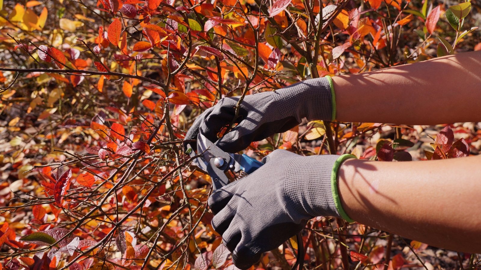 A pair of gloved hands carefully pruning a blueberry shrub with red-tinged autumn leaves.