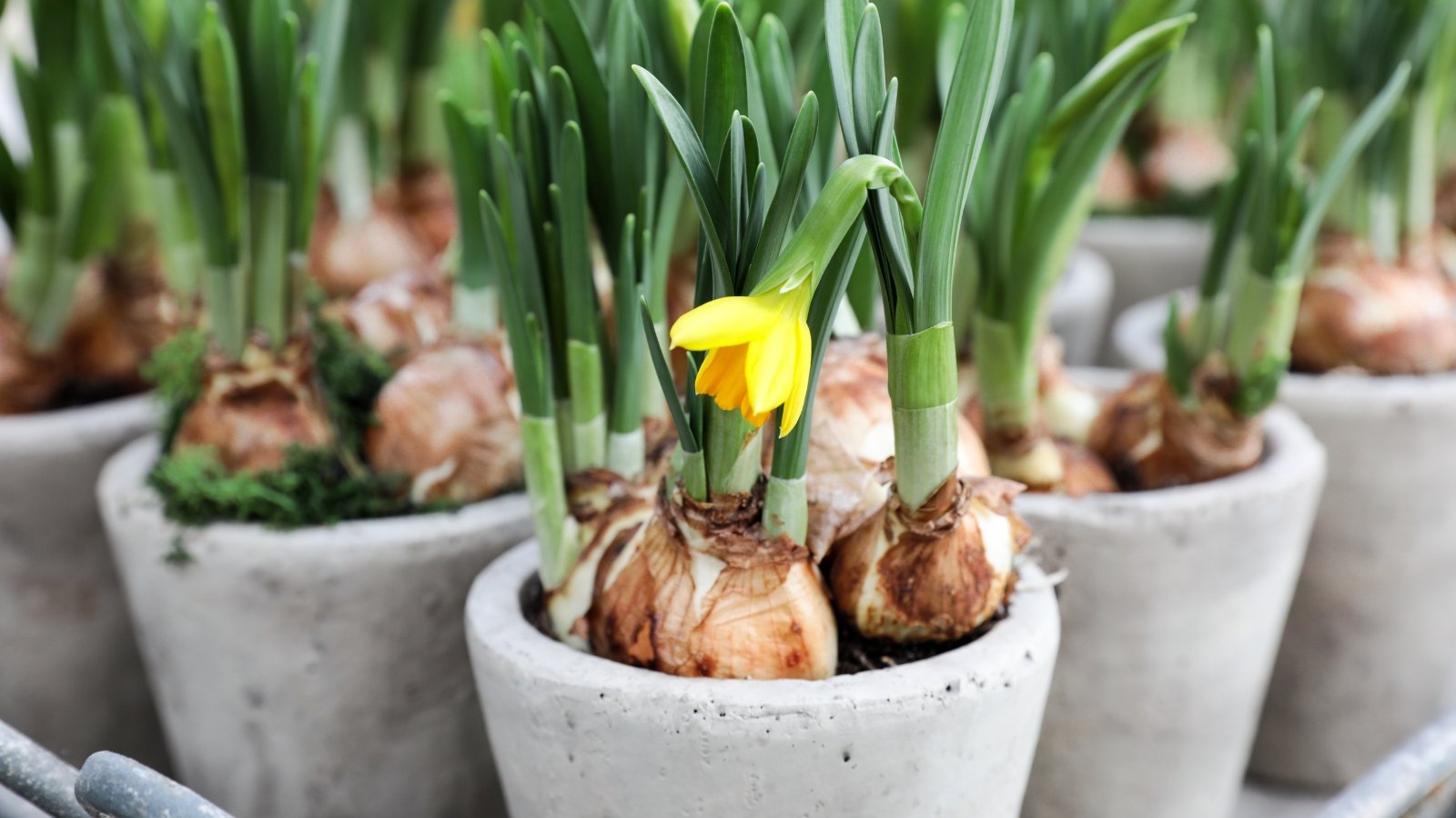 Blooming plants with trumpet-shaped yellow flowers and lush green leaves, with firm bulbs partially visible above the soil in flowerpots.
