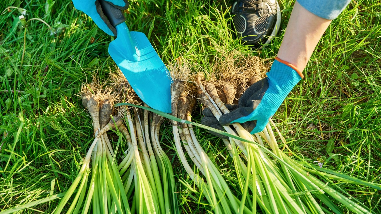 A gardener in blue gloves uses a small trowel to separate and handle clusters of plant bulbs with long, slender green leaves and tangled roots, freshly divided and spread on the grass.
