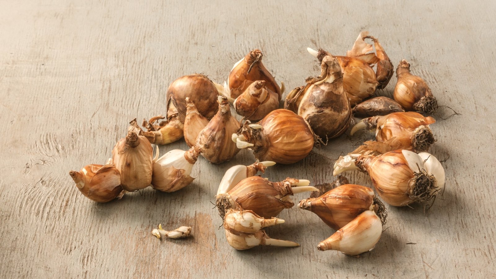 Round and plump bulbs with papery brown skin of varying sizes lie on a wooden surface.
