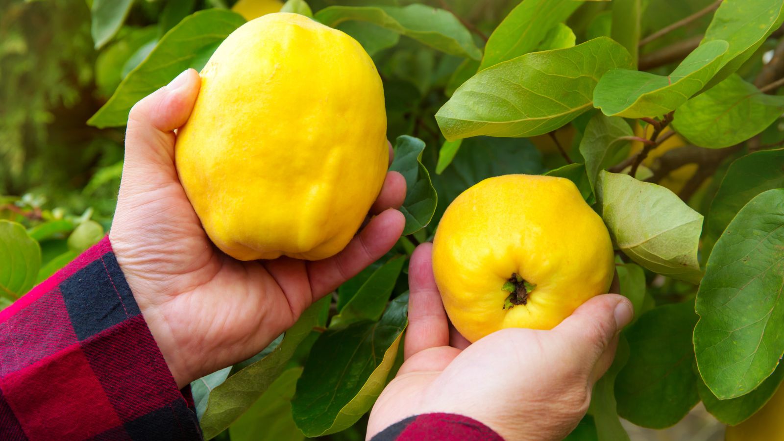 A close-up shot of a person wearing plaid long-sleeves and their hands picking ripe pear-shaped fruits in an area outdoors