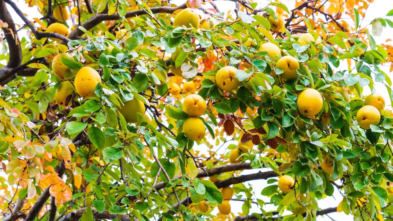 A shot of a Chinese species of a pear-shaped fruit and its tree bearing multiple fruits in a well lit area outdoors