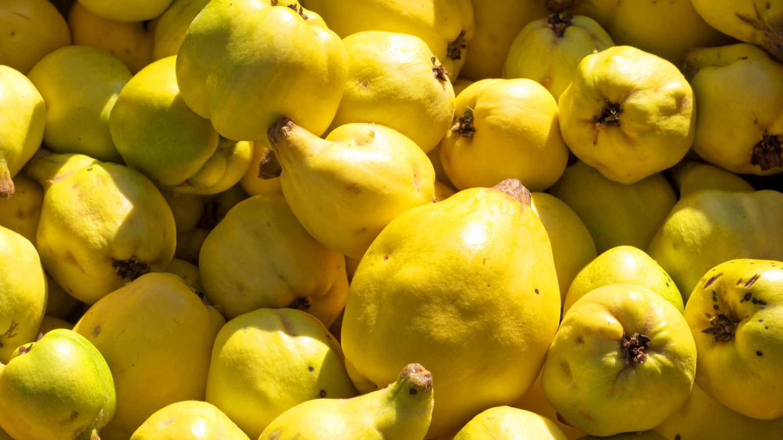 A top view of multiple different varieties of a pear-shaped fruit in a well lit area