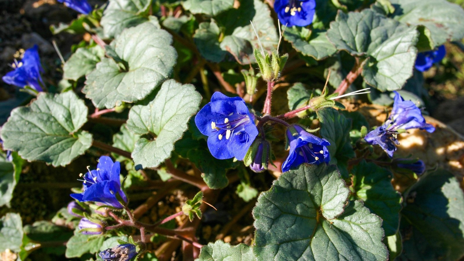 A lush cluster of Phacelia Campanularia, with vivid blue bell-shaped flowers contrasting against broad, textured leaves and earthy ground.