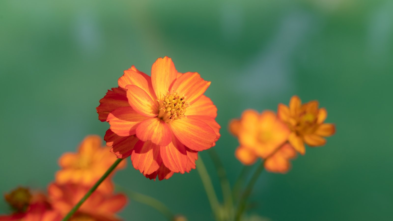 Cosmos sulphureus flowers in vibrant shades of orange bloom against a soft, green background, with one flower in sharp focus.