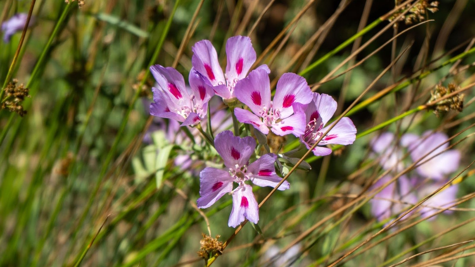 Pink and white Clarkia amoena flowers with delicate markings grow among fine grasses, adding color to the wild, sunlit landscape.