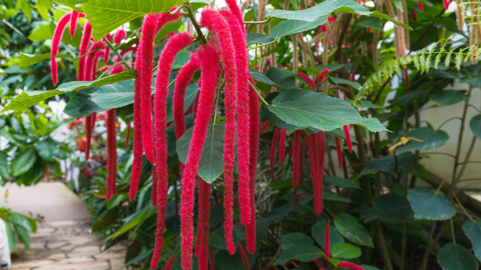 In a sea of foliage, a love-lies-bleeding amaranth flourishes, its tender pink petals shimmering. Encircled by verdant leaves, it exudes an aura of elegance and tranquility in its natural habitat.