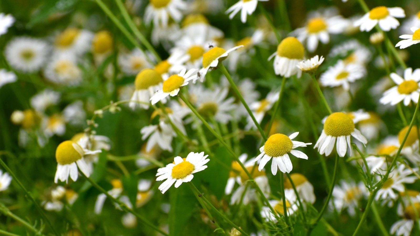 The plant has delicate, daisy-like white flowers with a yellow center and feathery, finely divided green leaves.