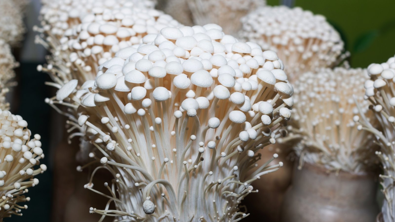 Delicate, long, slender white stems with tiny, overlapping caps that form a cluster resembling a bouquet.
