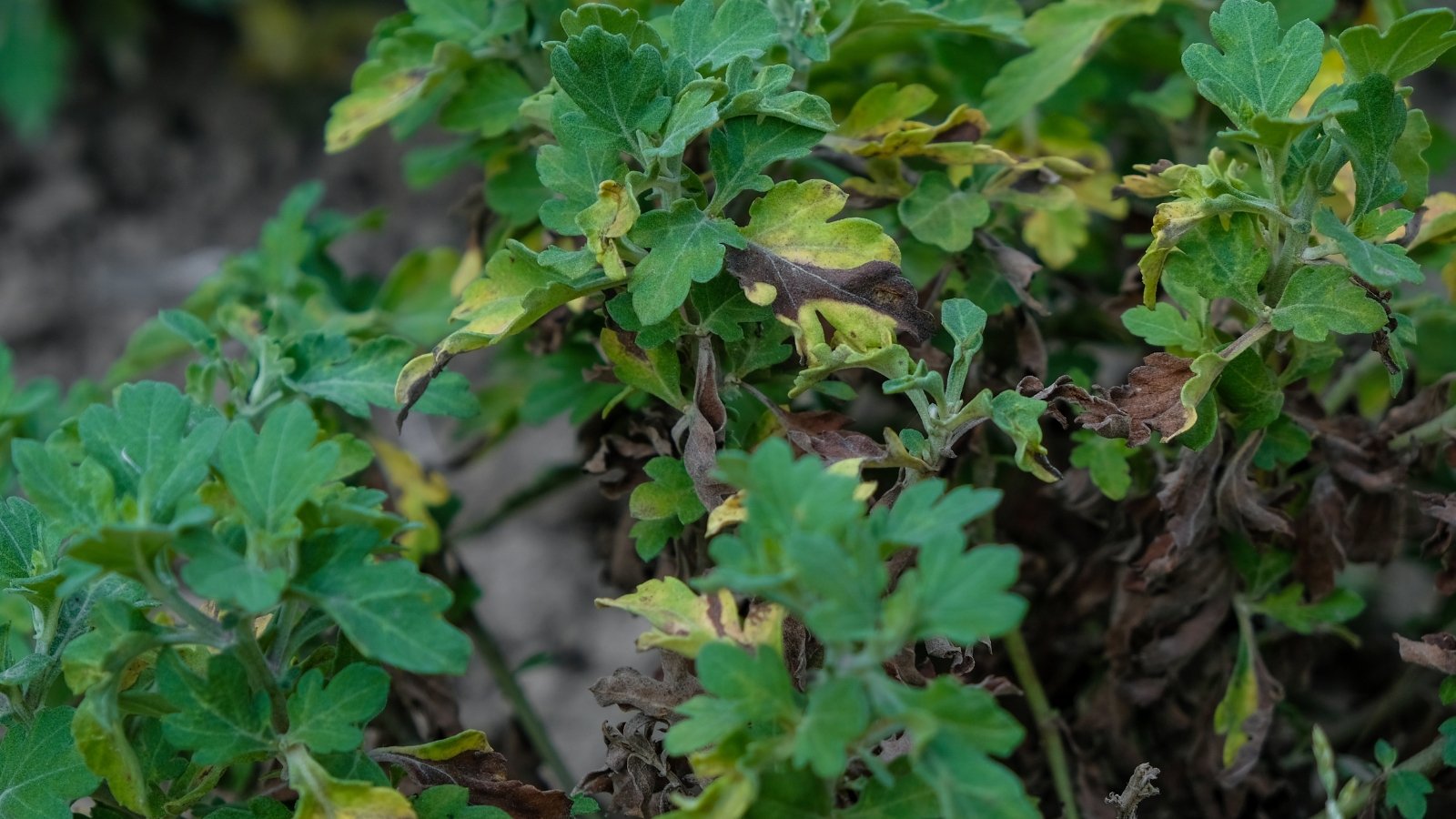 Chrysanthemum leaves damaged by nematodes show yellowing, uneven patches and browning along the veins, leading to a distorted, wilted appearance.
