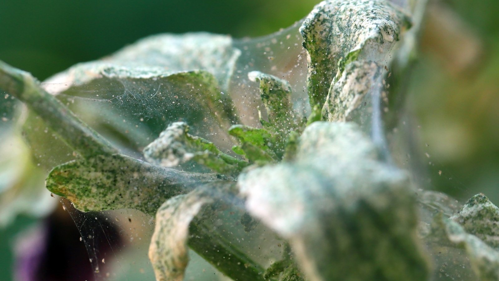 Close-up of leaves and stems affected by spider mites, showing fine webbing, pale speckling, and yellowing, with dry, brittle leaves.
