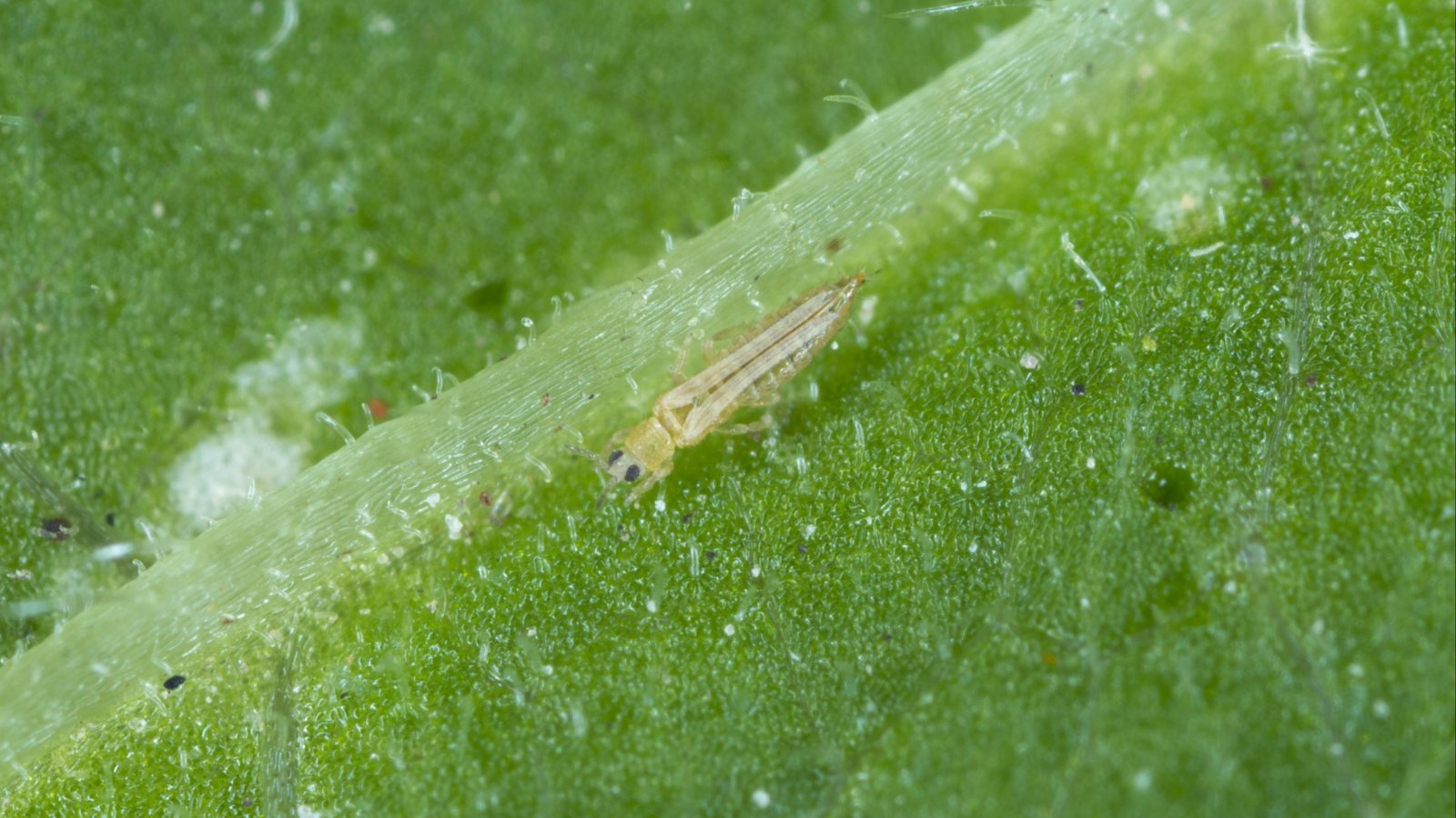 Tiny, slender western flower thrips with pale yellow bodies are crawling on the green leaf, leaving behind silvery streaks.
