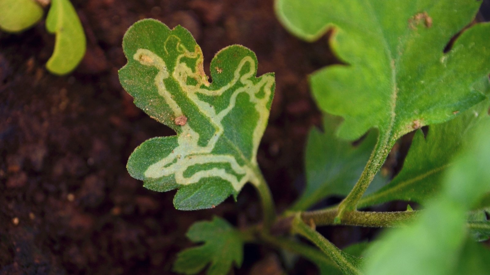 The lobed leaf shows winding, white tunnels across its surface, a clear sign of leaf miner damage.
