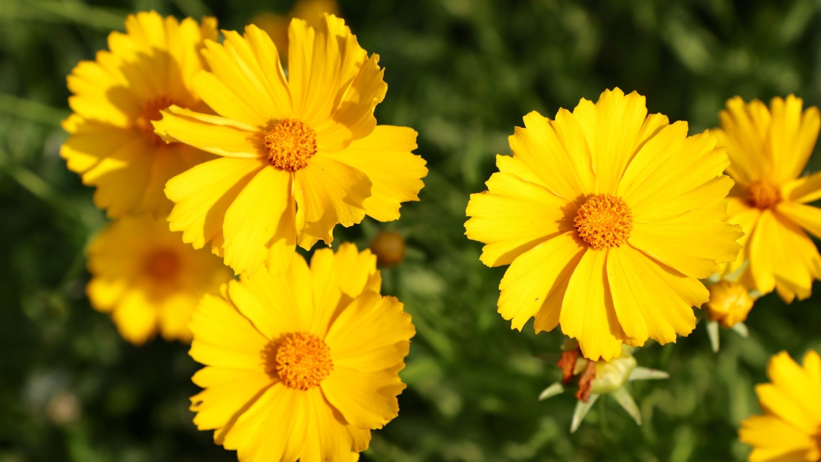 Bright yellow, daisy-like blooms with fern-like, finely divided green leaves.