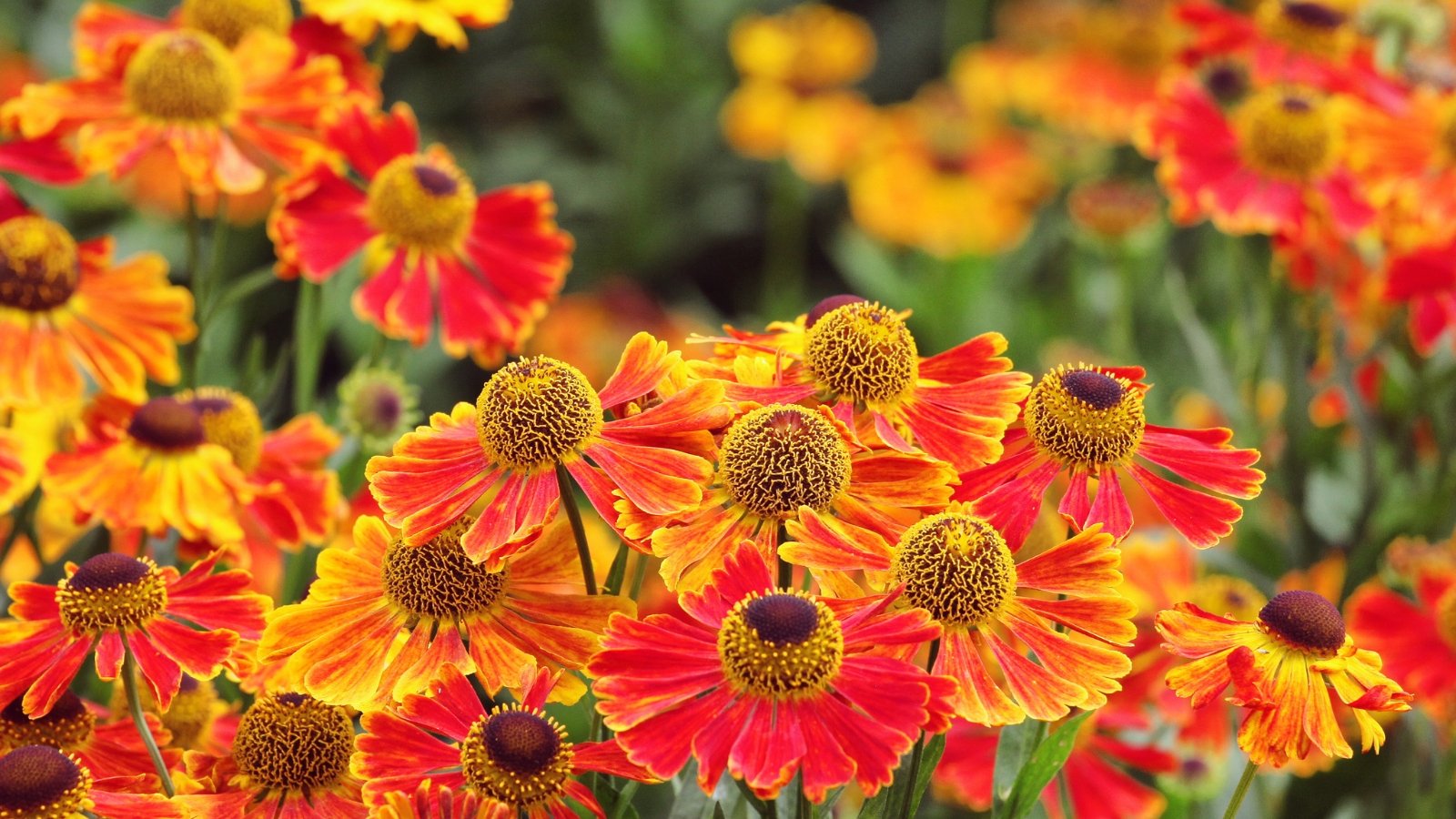 Brightly colored Helenium flowers, with rich hues of orange, red, and yellow, surround dark centers, creating a fiery appearance.