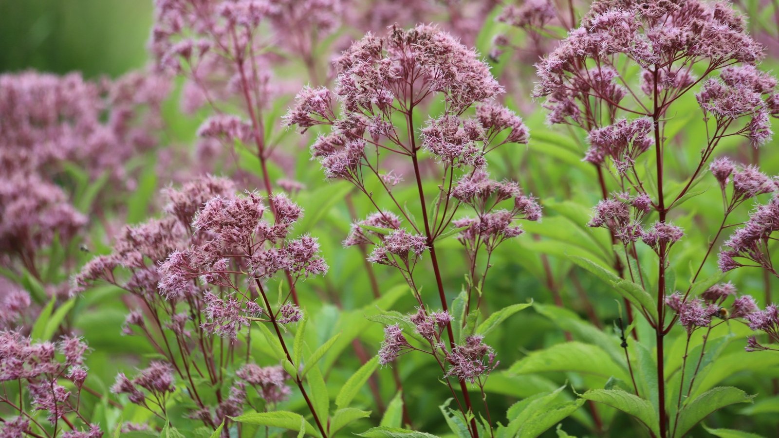 Large, dome-shaped clusters of pink to purple flowers, with deep green, lance-shaped leaves on tall stems.