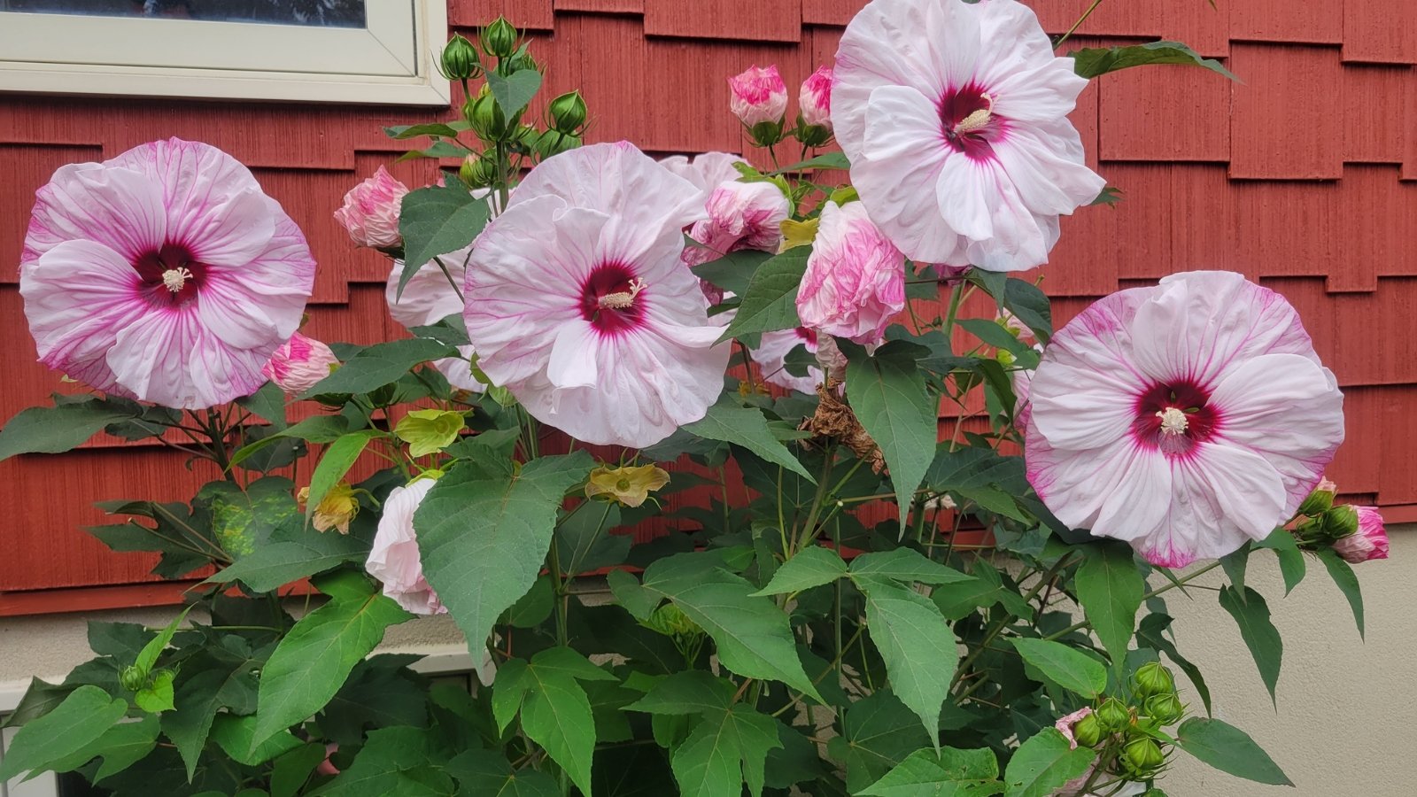 The plant showcases large, delicate pink flowers with darker pink centers, broad, deep green, heart-shaped leaves with serrated edges, and sturdy, upright stems.