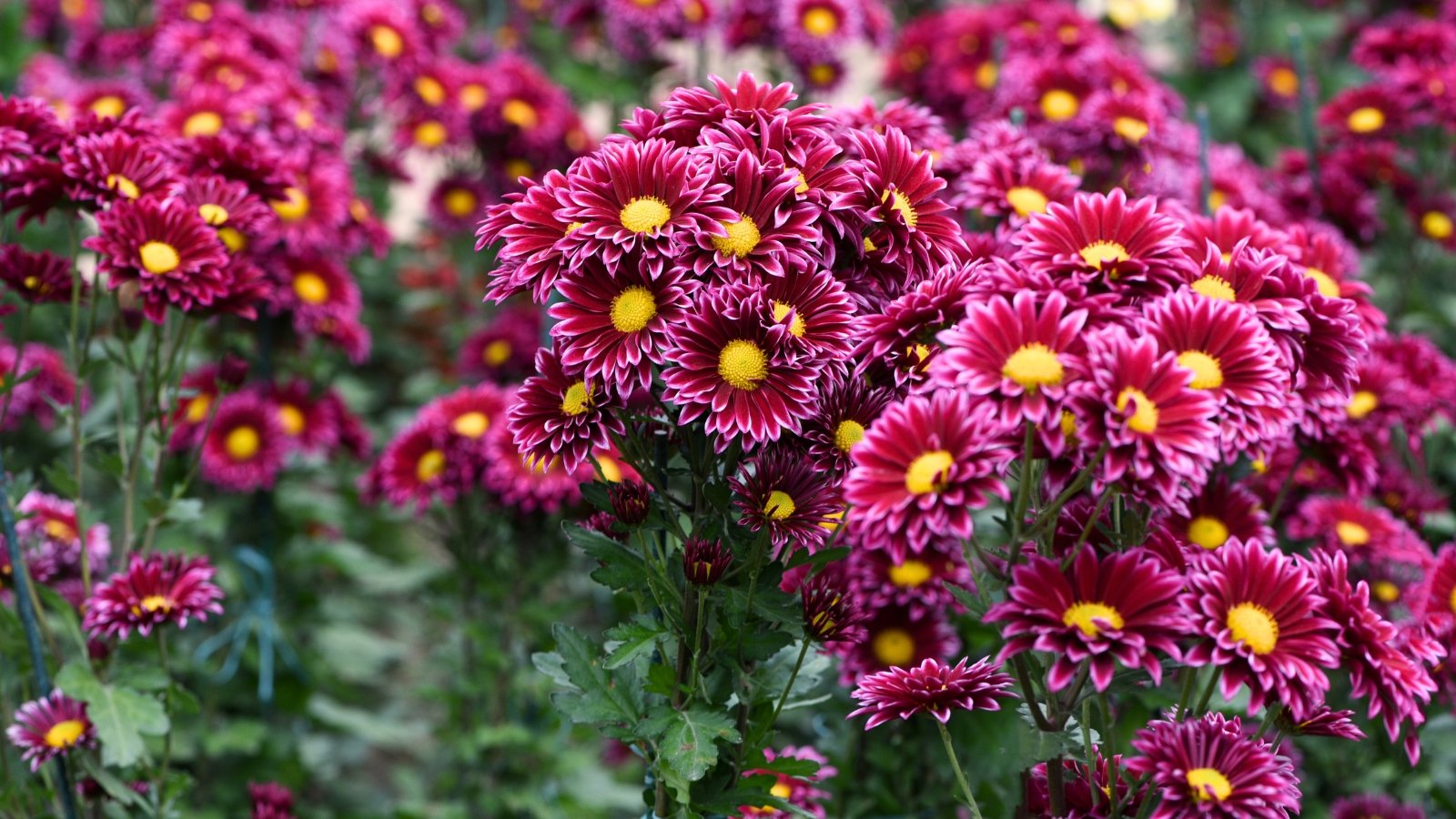 Beautiful chrysanthemums feature deep pink oblong petals with lighter tips, surrounding yellow centers, rising on tall stems covered with narrow, jagged-edged green leaves.