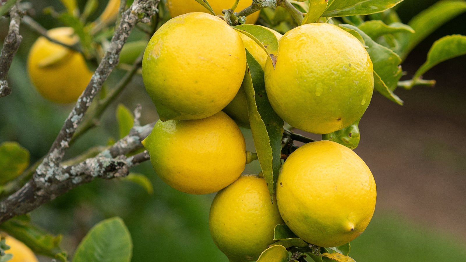 Small, bright yellow fruits with smooth skin hang from slender branches amidst glossy green leaves.
