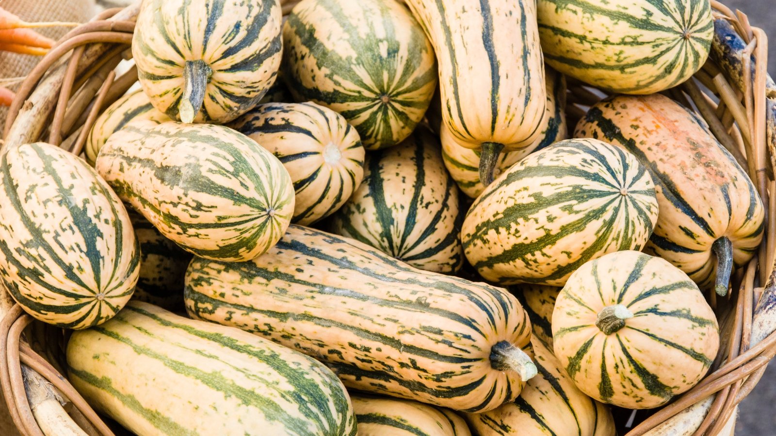 Oblong, cream-colored fruits with green stripes are freshly picked and gathered in a large basket.
