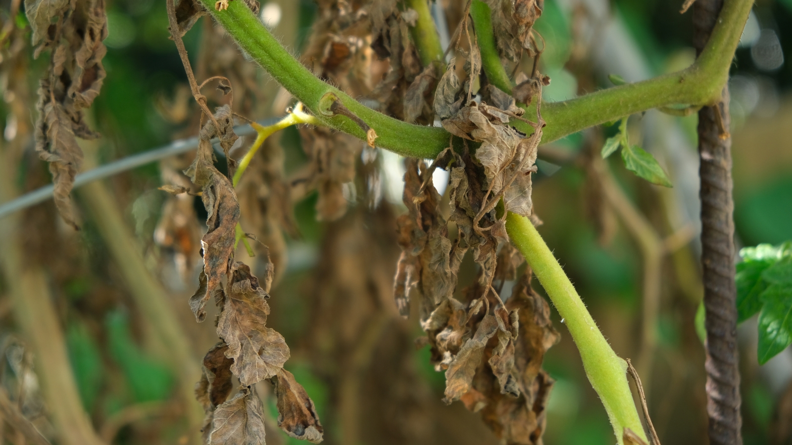 Close-up of a plant affected by Verticillium wilt, showing wilting leaves that have turned brown and stunted growth.
