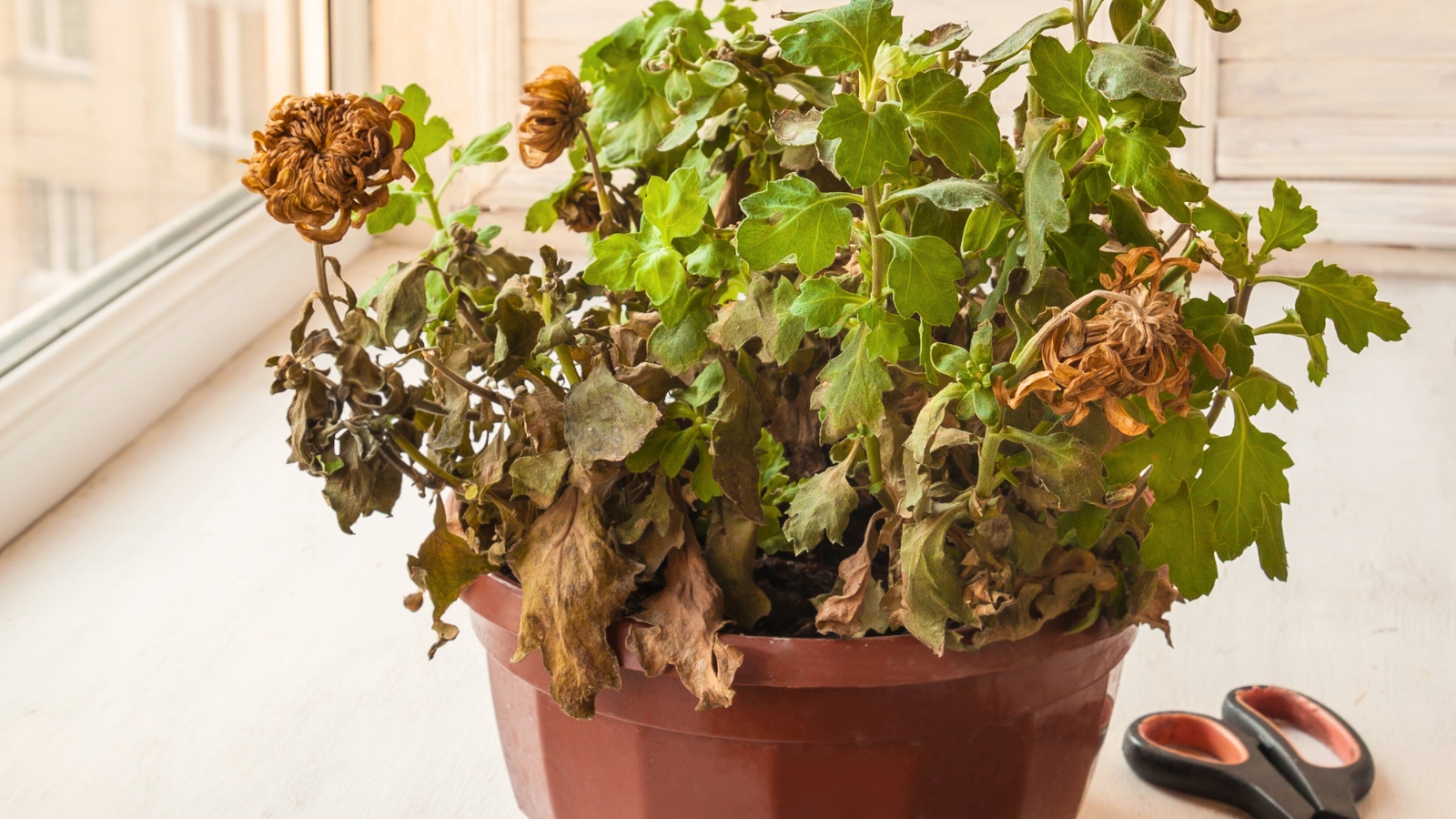 Chrysanthemums in a pot on the windowsill affected by Fusarium wilt display wilting and yellowing leaves, along with stunted growth, while the stems exhibit dark vascular discoloration near the base.
