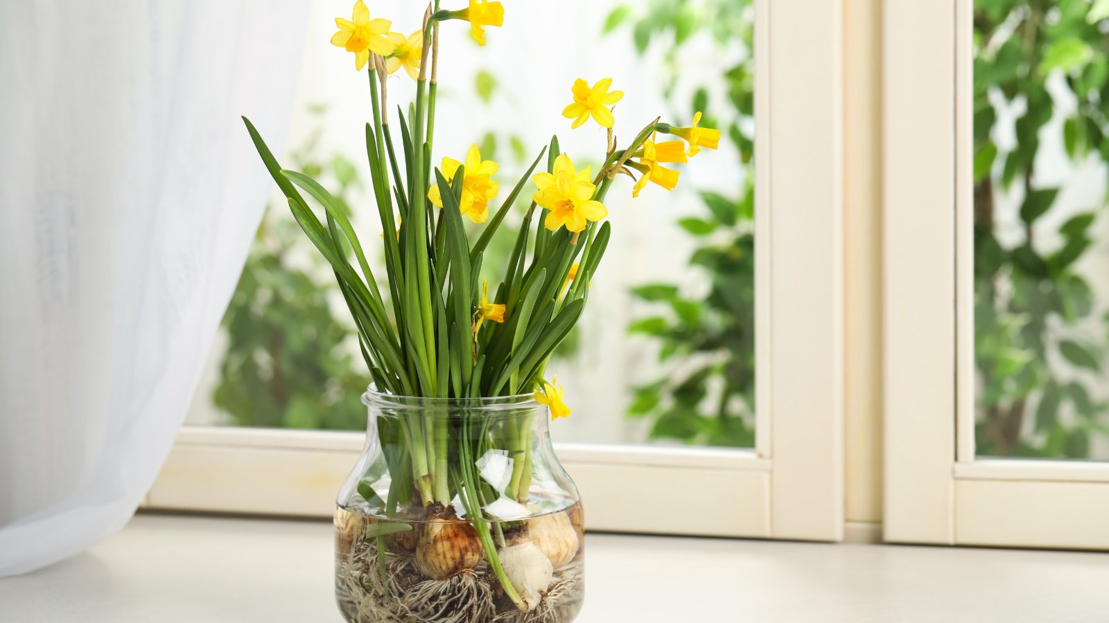 Small, bright yellow flowers with a ruffled edge sit atop short, slender stems, surrounded by narrow green leaves in a glass vase on a light windowsill.