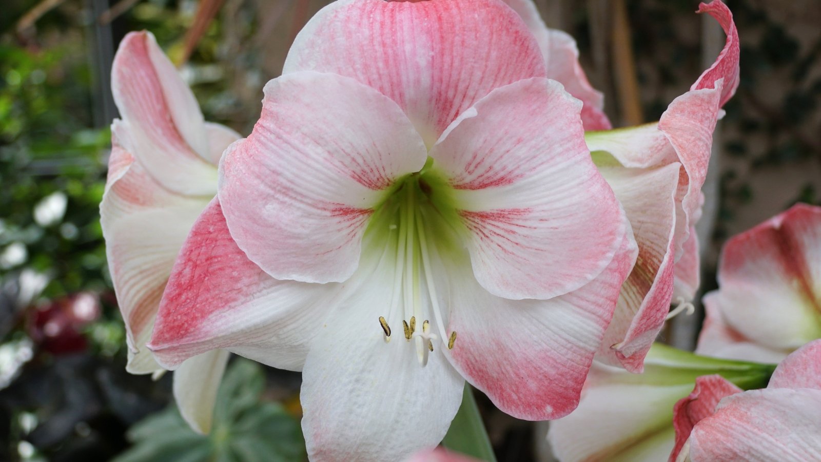 Soft pink and white flowers with a subtle marbling pattern bloom atop tall stems.
