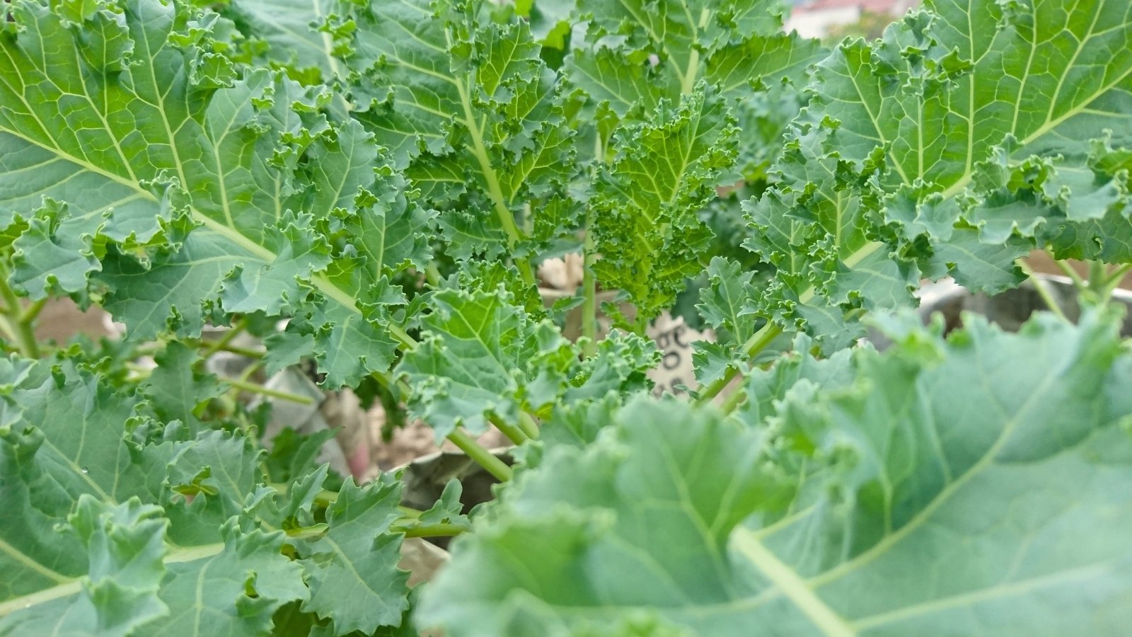 Wide, flat, ruffled leaves with a blue-green hue form dense bunches on sturdy stems.
