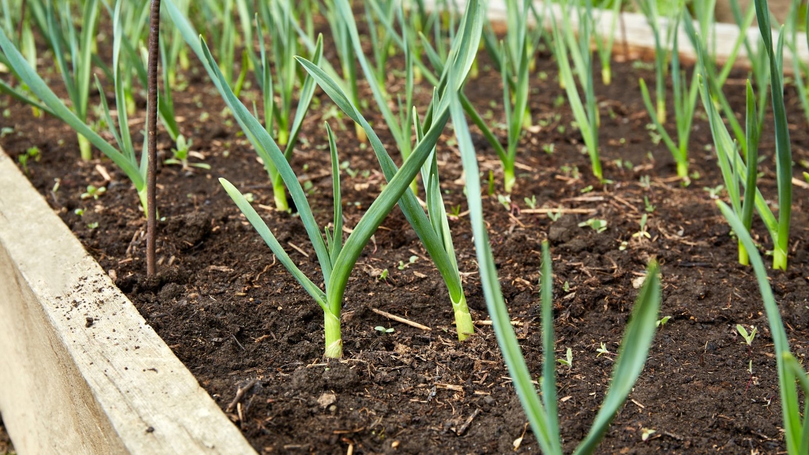 Tall, slender shoots with narrow, blade-like green leaves fan outward in bunches.
