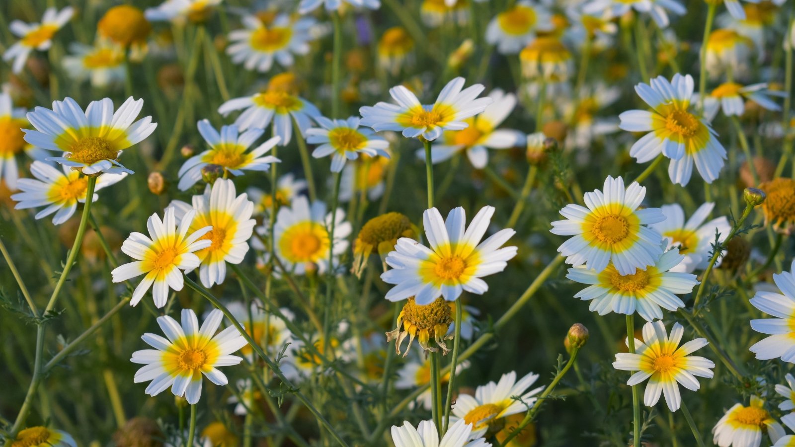 Delicate, finely lobed green leaves frame small, yellow daisy-like flowers with round yellow centers.
